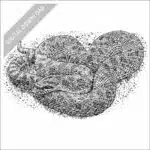 Western Hognose Snake black and white stock art drawing