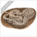 Western Hognose Snake stock art drawing