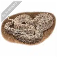 Western Hognose Snake stock art drawing