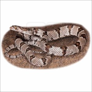 Western Lyre Snake illustration