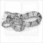 Western Lyre Snake black and white drawing