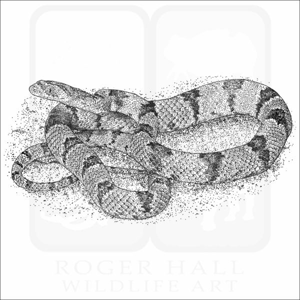 Western Lyre Snake black and white drawing