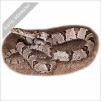 stock art drawing of a Western Lyre Snake