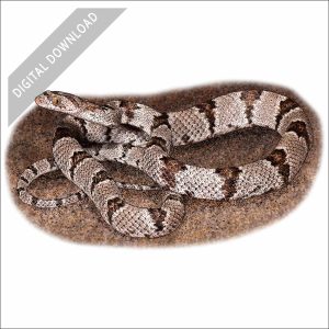 stock art drawing of a Western Lyre Snake