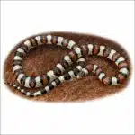 Western Milksnake illustration