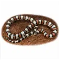 Western Milksnake illustration
