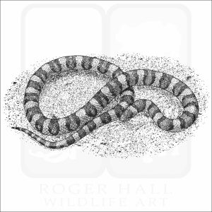 Western Milksnake black and white drawing