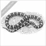 Western Milksnake black and white stock art drawing