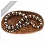Western Milksnake stock art illustration