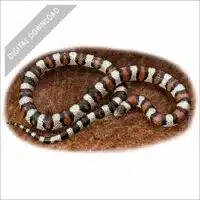 Western Milksnake stock art illustration