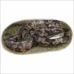 Western Ratsnake illustration