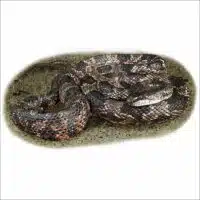 Western Ratsnake illustration