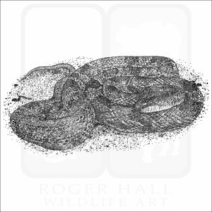 Western Ratsnake black and white drawing