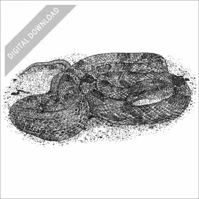 Western Ratsnake black and white stock art drawing