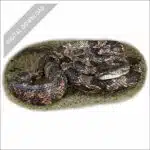 Western Ratsnake stock art drawing