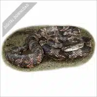 Western Ratsnake stock art drawing