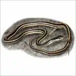 Western Ribbonsnake drawing