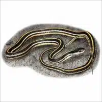 Western Ribbonsnake drawing