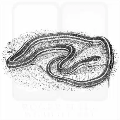 Western Ribbonsnake black and white drawing
