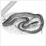 Western Ribbonsnake black and white stock art drawing