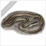 Western Ribbonsnake stock art drawing