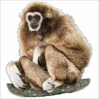 White-Handed Gibbon illustration