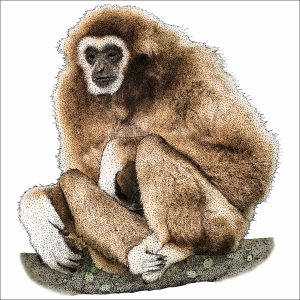 White-Handed Gibbon illustration