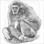 White-Handed Gibbon black and white drawing