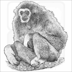 White-Handed Gibbon black and white drawing