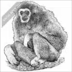 White-Handed Gibbon black and white stock drawing