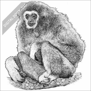 White-Handed Gibbon black and white stock drawing