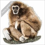 White-Handed Gibbon stock art drawing