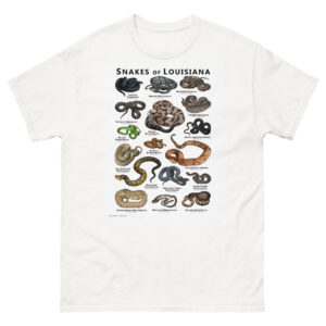 Snakes of Louisiana illustration