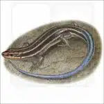 American Five-Lined Skink illustration