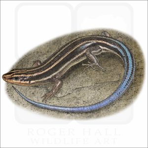 American Five-Lined Skink illustration