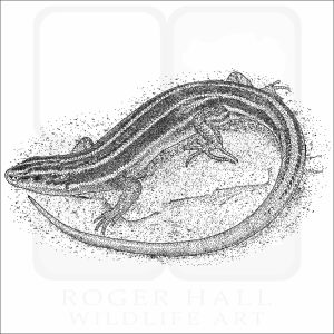American Five-Lined Skink black and white drawing