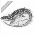 American Five-Lined Skink black and white stock art drawing