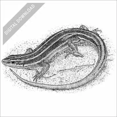 American Five-Lined Skink black and white stock art drawing