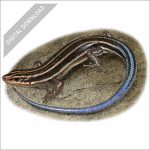 American Five-Lined Skink stock art illustration