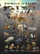 Wildlife of Egypt poster