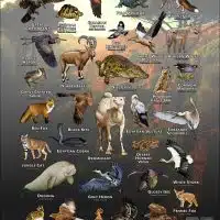 Wildlife of Egypt poster