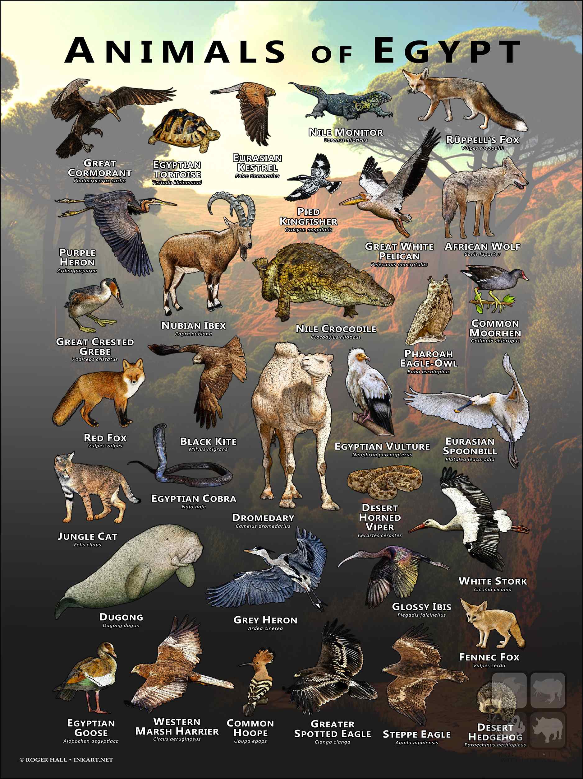 Animals of Egypt Wildlife of Egypt poster