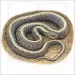 Aquatic Garter Snake drawing