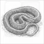 Aquatic Garter Snake black and white drawingt=