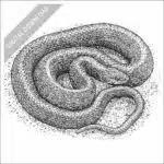 Aquatic Garter Snake black and white stock art drawing