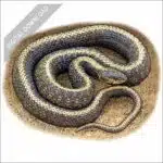 Aquatic Garter Snake stock art drawing