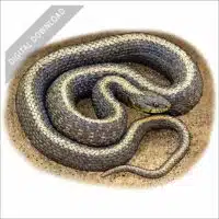 Aquatic Garter Snake stock art drawing