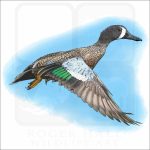 Blue-Winged Teal illustration