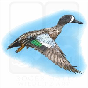 Blue-Winged Teal illustration