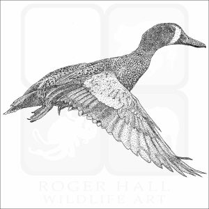 Blue-Winged Teal black and white drawing